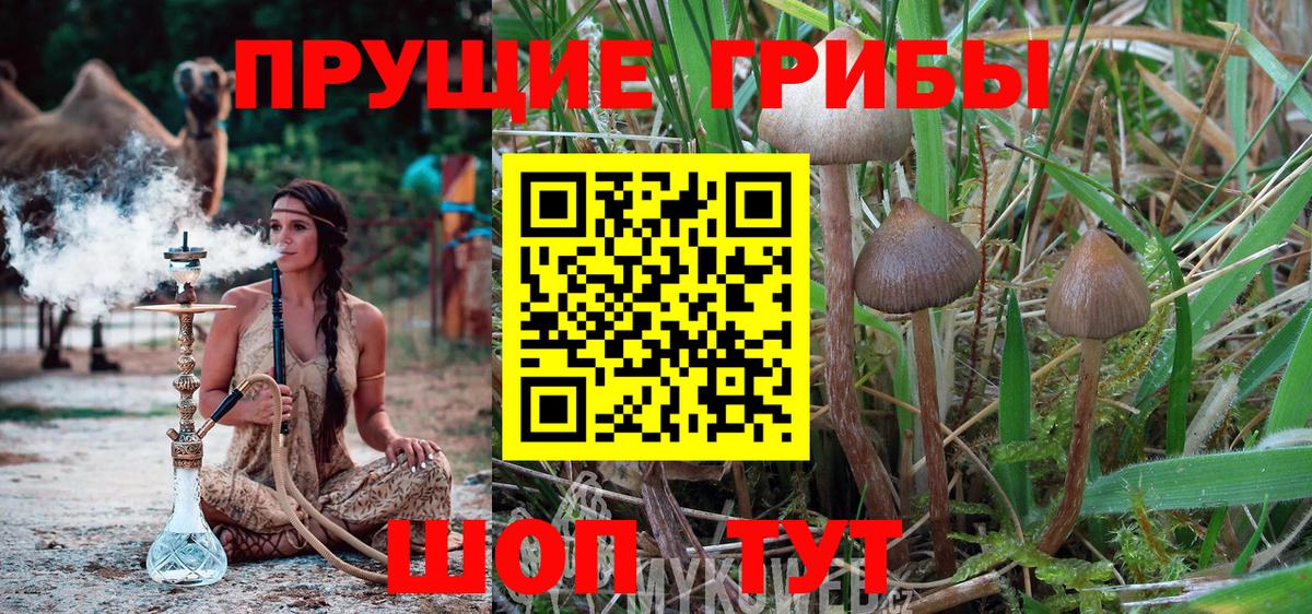 Новоалександровск  Галлюциногенные грибы ЛСД  Вход с VPN 